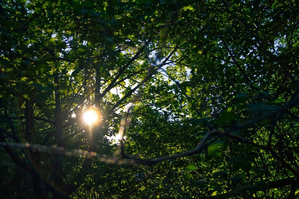 the sun shines through the leaves of a tree